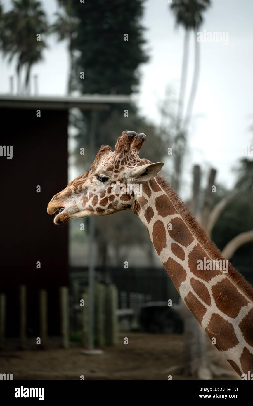 Vista ravvicinata della testa di giraffa in un ambiente naturale all'aperto. Ritratto di animali selvatici che mostra i dettagli del viso i motivi della consistenza e l'impresa caratteristica Foto Stock