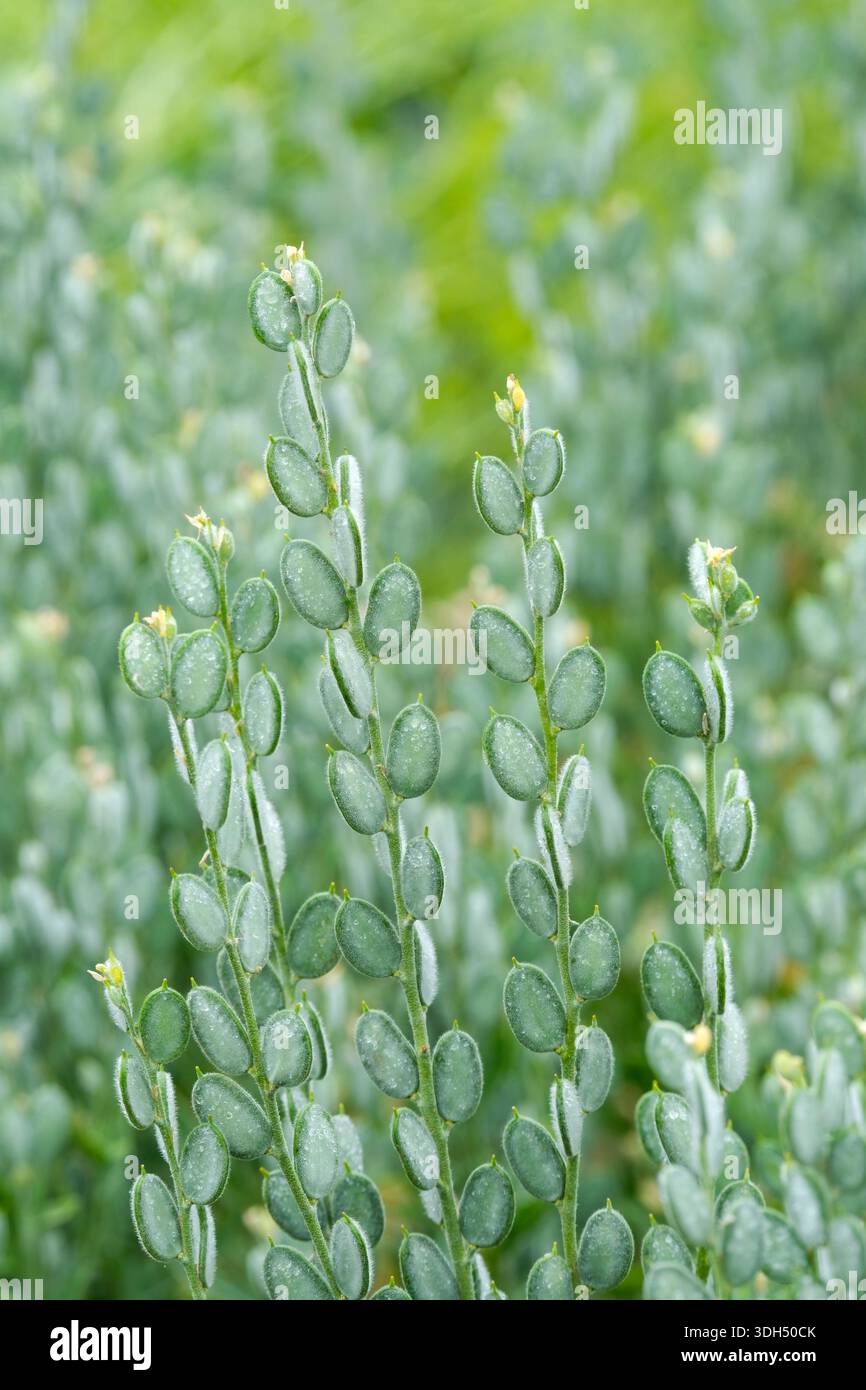 Fibigia clypeata, scudi romani, cialde ovali grigie-bianche che sembrano scudi all'inizio dell'estate Foto Stock