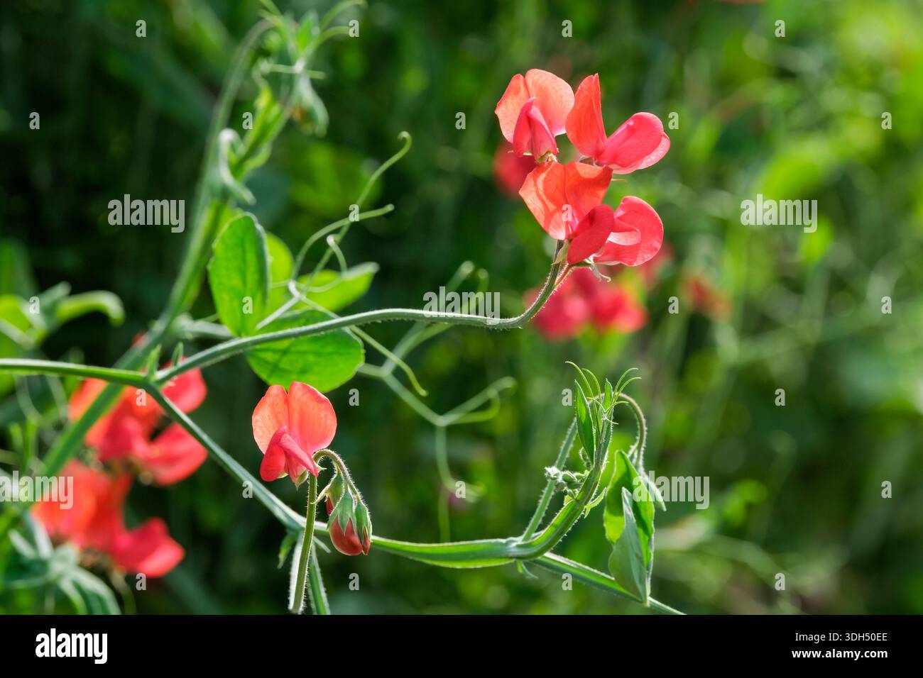 Lathyrus odoratus Monaco, pisello dolce Monaco, fiori scarlatti in estate Foto Stock