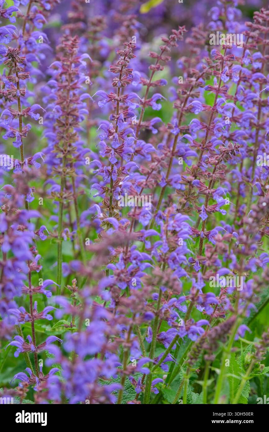 Salvia x sylvestris Mainacht, Mainacht di salvia in legno, fogliame verde scuro, densa racemi di fiori violetti profondi Foto Stock