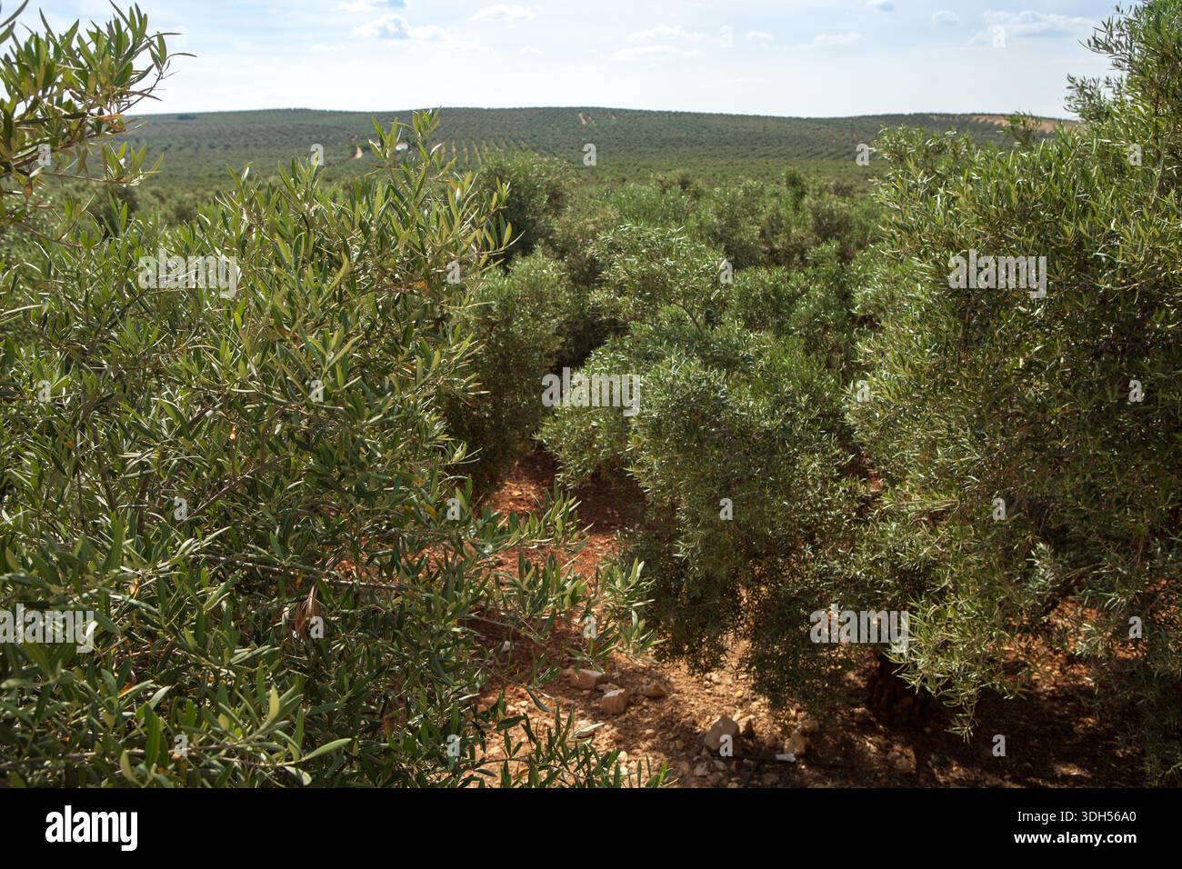Un enorme uliveto a tarda primavera, provincia di Malaga, Spagna. Concentrati sul primo piano. Foto Stock