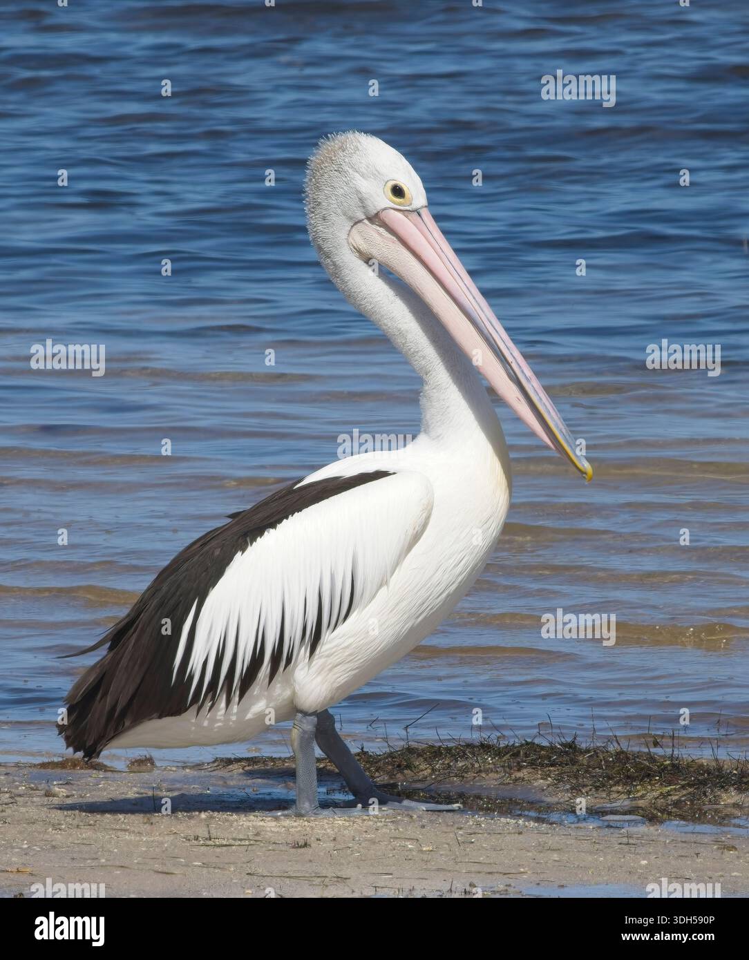 Il pellicano australiano (Pelecanus conspicillatus) si trova sul bordo dell'acqua, Victoria, Australia. Foto Stock