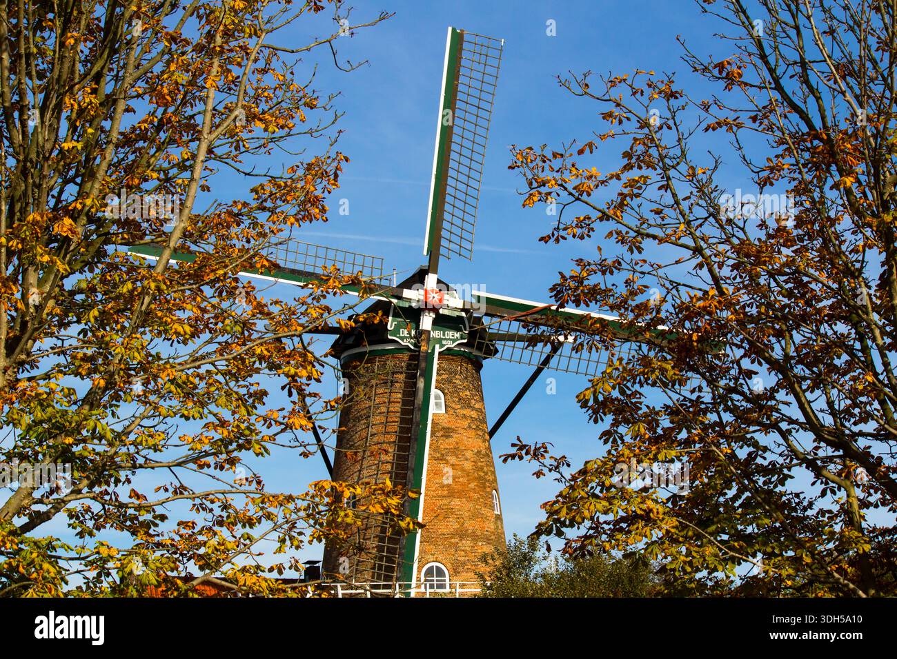 Windmill de Korenbloem in Goes, Paesi Bassi Foto Stock