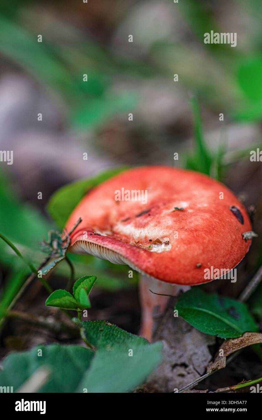 La bellezza di una foresta selvaggia mentre i funghi vibranti emergono dal lussureggiante sottobosco, circondato dal verde. Perfetto per natura e avventure all'aria aperta Foto Stock