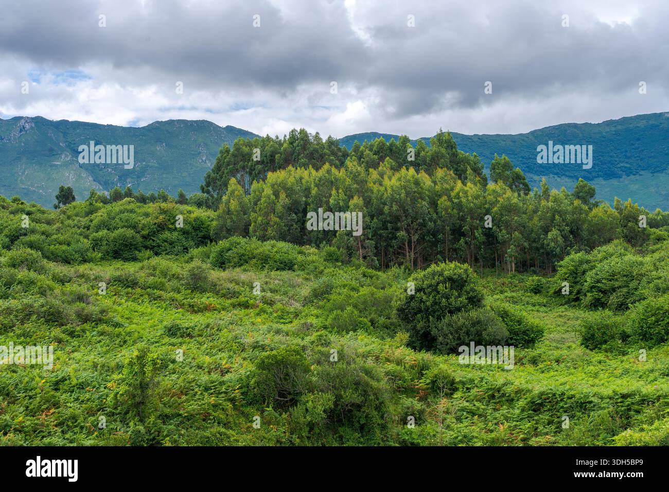 Un vibrante paesaggio primaverile caratterizzato da una lussureggiante foresta circondata da colline ondulate. La scena cattura l'essenza del rinnovamento della natura mentre gli alberi fioriscono e. Foto Stock