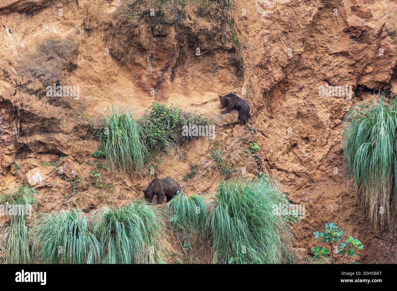 Due orsi grizzly navigano su un ripido terreno roccioso ricoperto di vegetazione sparsa. La pelliccia marrone degli orsi si fonde con i toni terrosi del loro nat Foto Stock