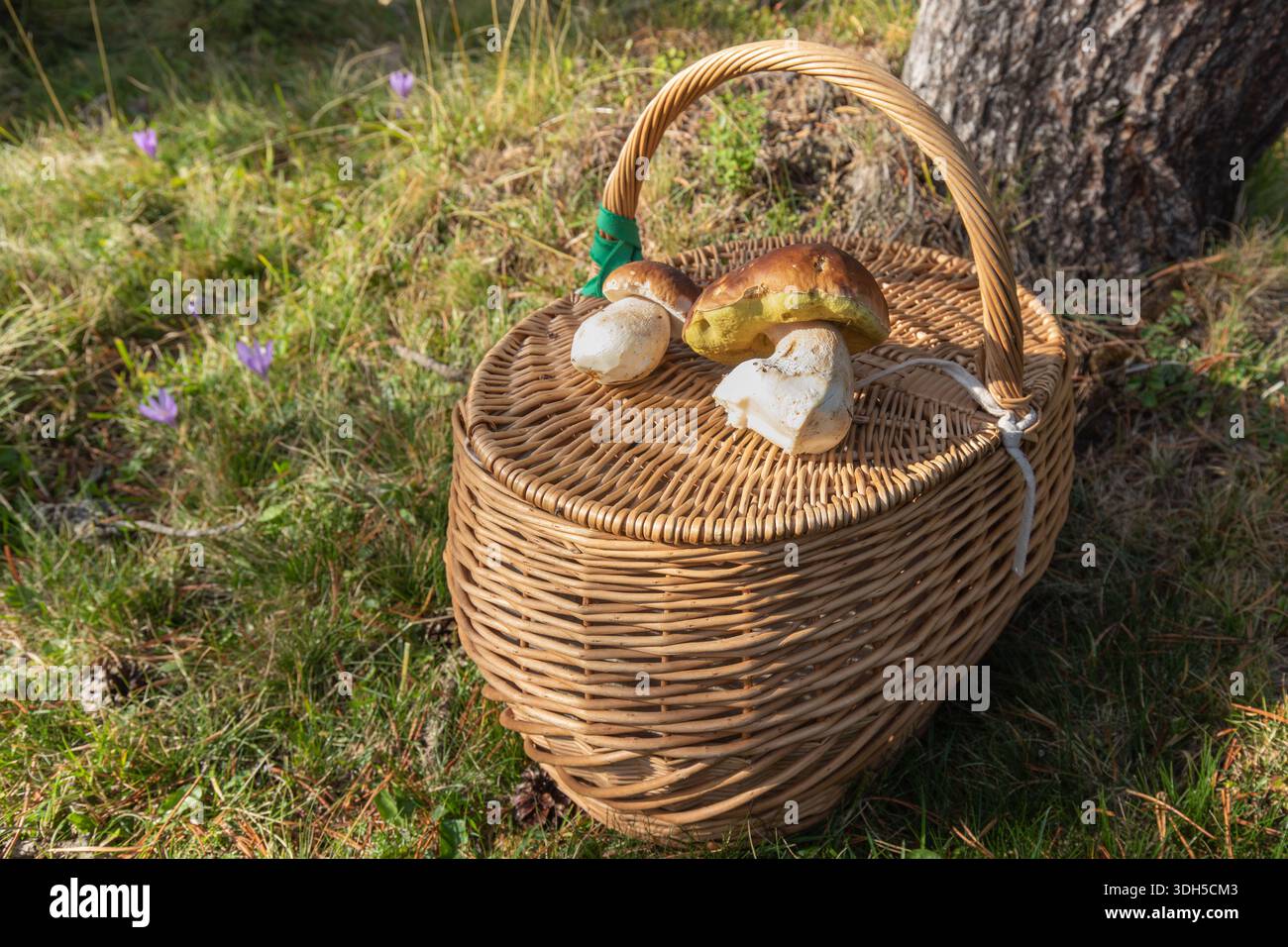 Un cesto di vimini si trova sull'erba, ricoperto da funghi appena raccolti. La luce solare intensa filtra tra gli alberi, gettando ombre sul vibrante gre Foto Stock