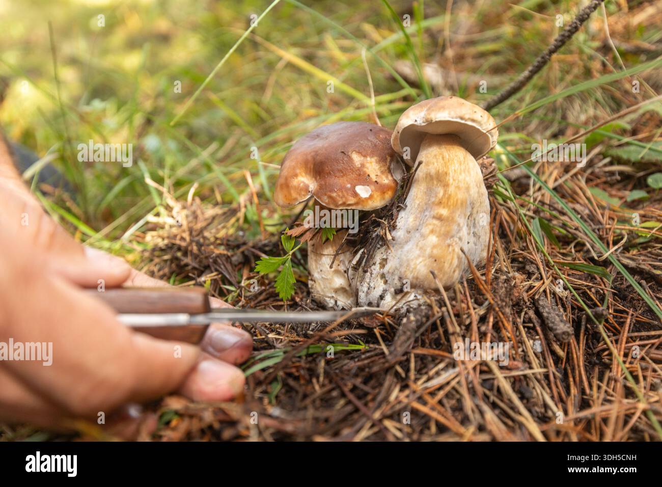 Una persona raccoglie con cura due funghi selvatici in una foresta. I funghi sono annidati tra l'erba e gli aghi di pino, a dimostrazione di un foragino tradizionale Foto Stock