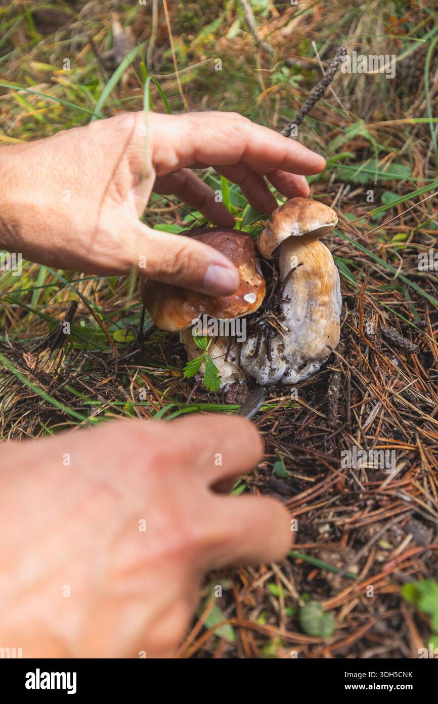 Una persona raccoglie con cura funghi selvatici in un ambiente forestale. La scena mostra l'arte del foraggiamento, circondata da fogliame naturale e textu terroso Foto Stock