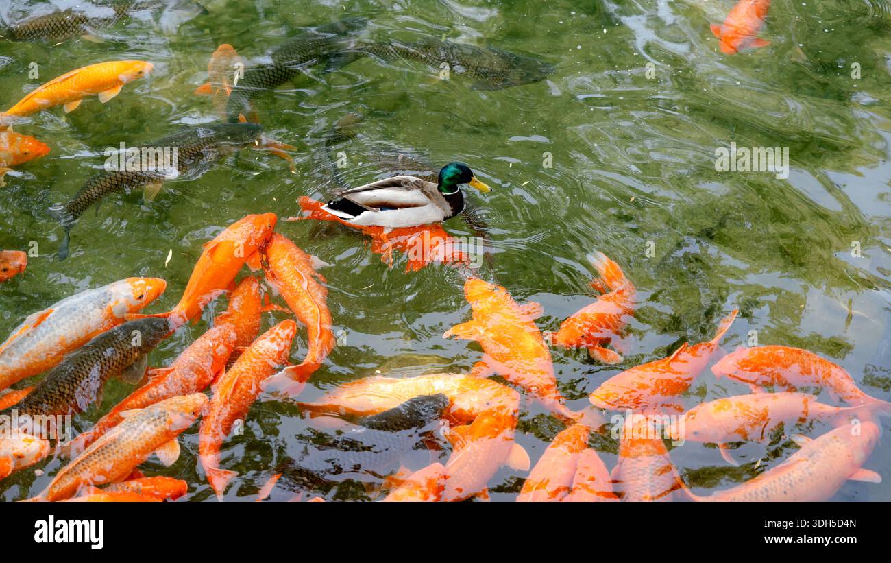 Una tranquilla scena al Parco Beihai di Pechino, che mostra vibranti pesci koi che nuotano insieme a un'anatra nelle acque cristalline, catturando la serena bellezza di Foto Stock