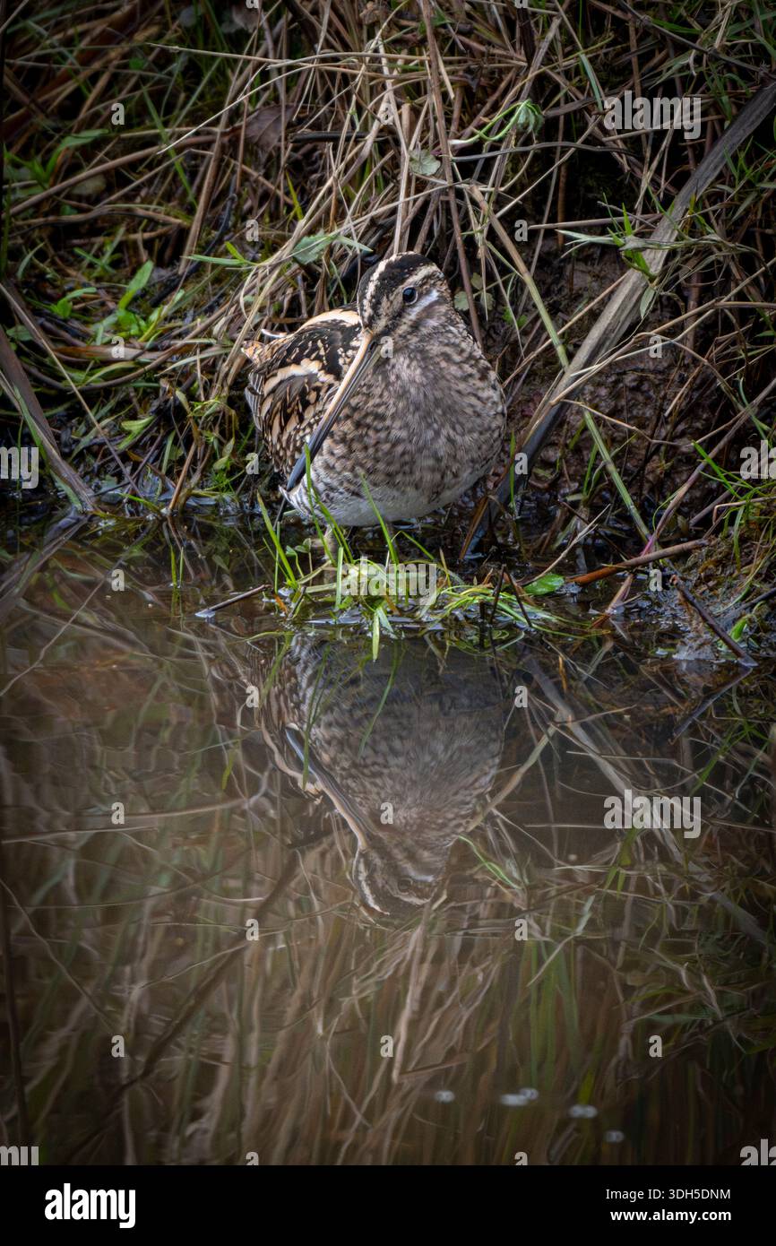 Snipe che va in cerca di cibo ai margini della zona umida Foto Stock