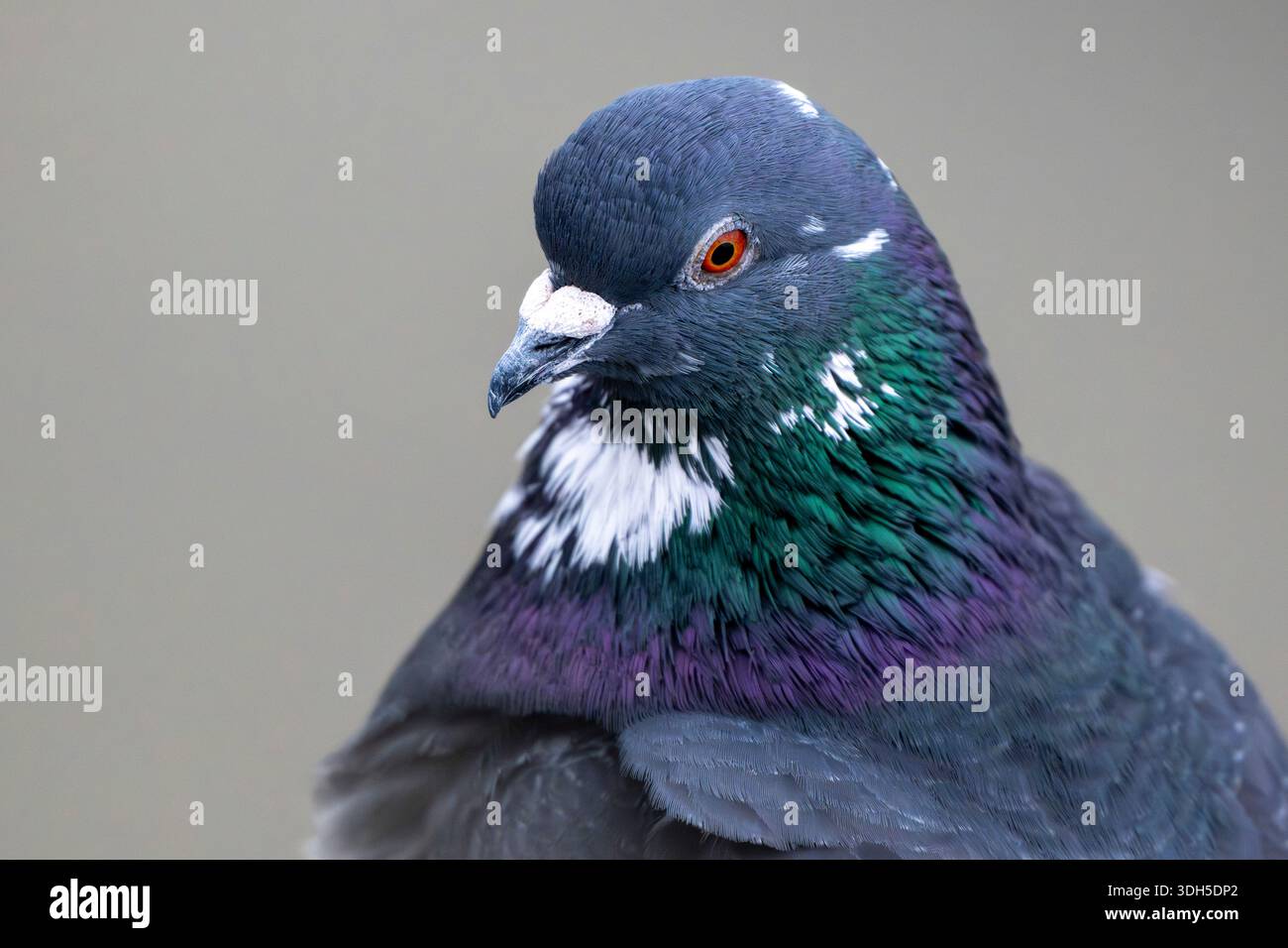 Ritratto di piccione selvatico su sfondo semplice Foto Stock