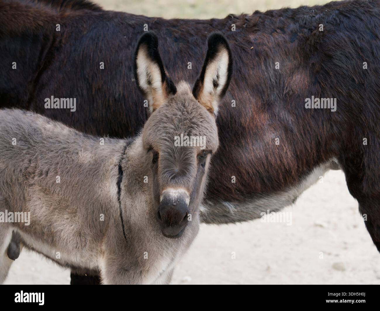 Adorabile asino bambino accanto alla sua madre Foto Stock