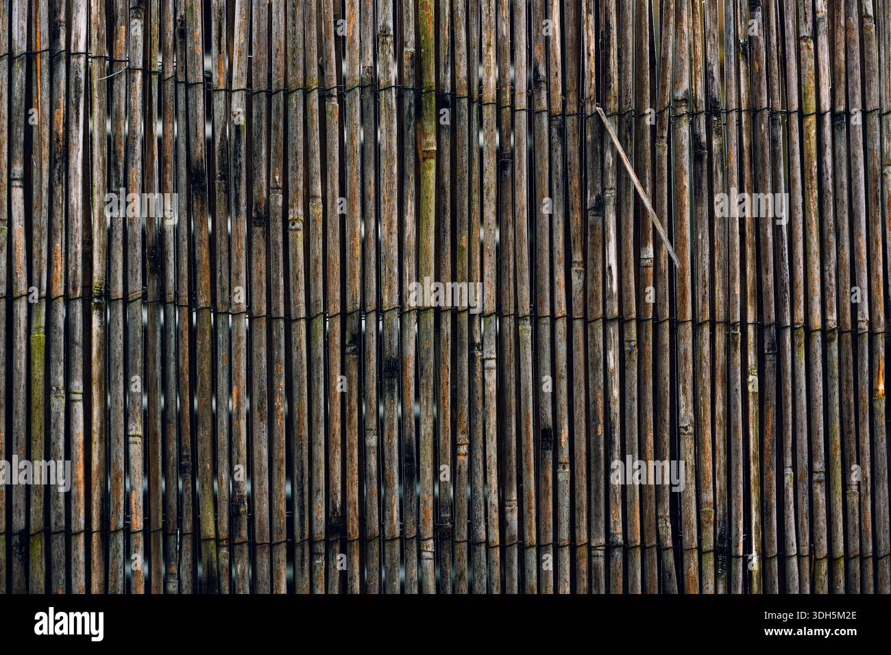 Recinzione di bambù intemprata con pali verticali e texture naturale Foto Stock