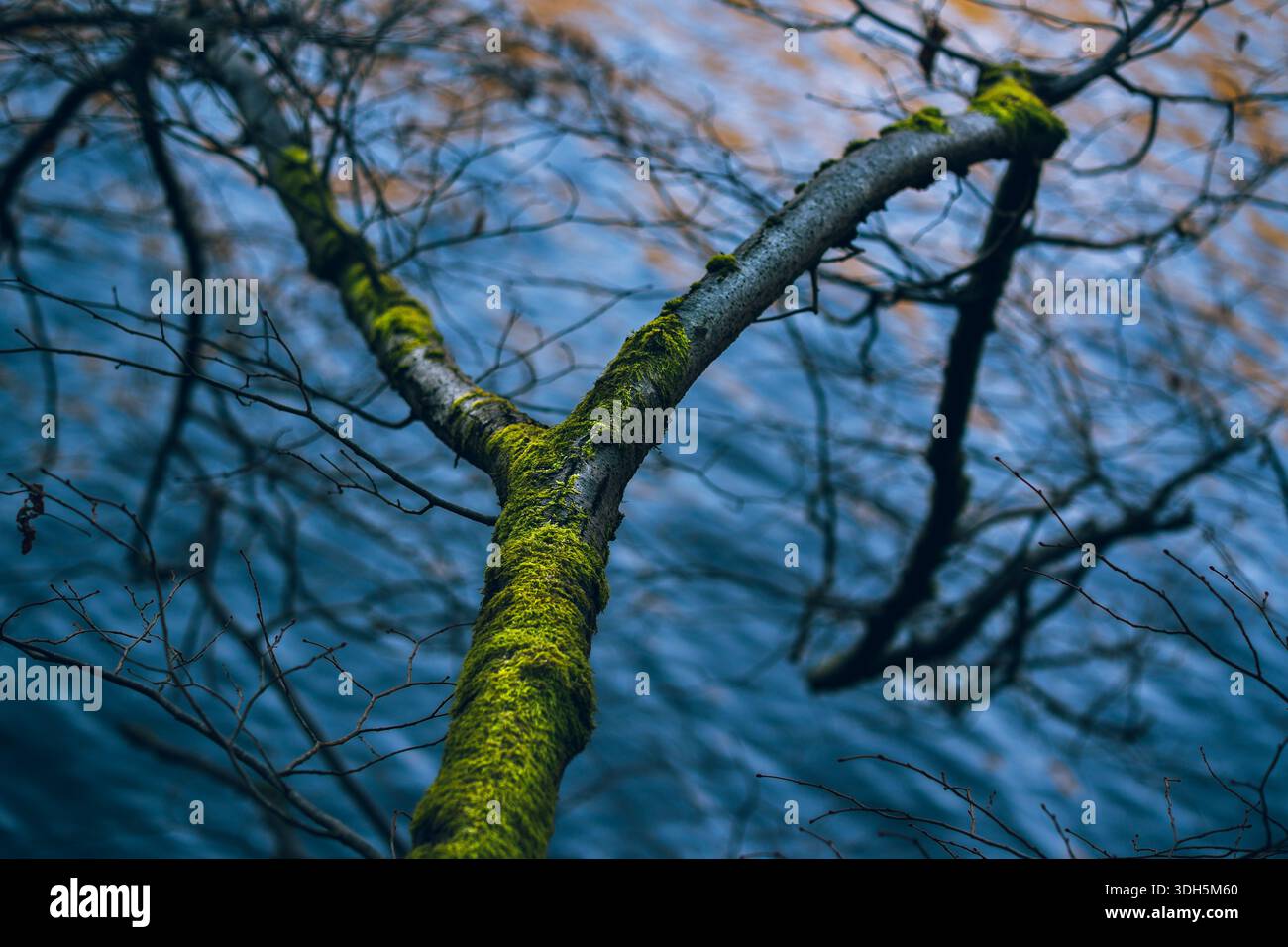 Ramo dell'albero ricoperto di muschio sullo sfondo morbido della foresta blu Foto Stock