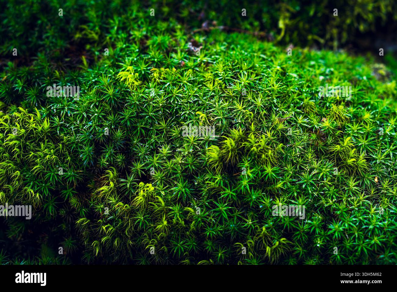 Tappeto Lush Green Moss che copre il terreno della foresta da vicino Foto Stock