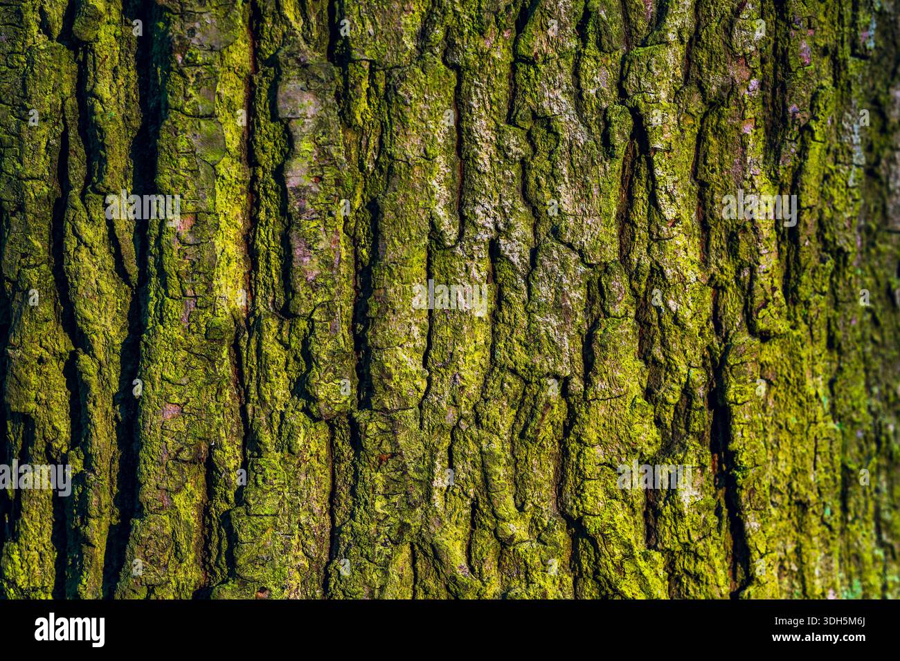 Struttura di corteccia d'albero ricoperta di muschio con profonde scanalature naturali Foto Stock