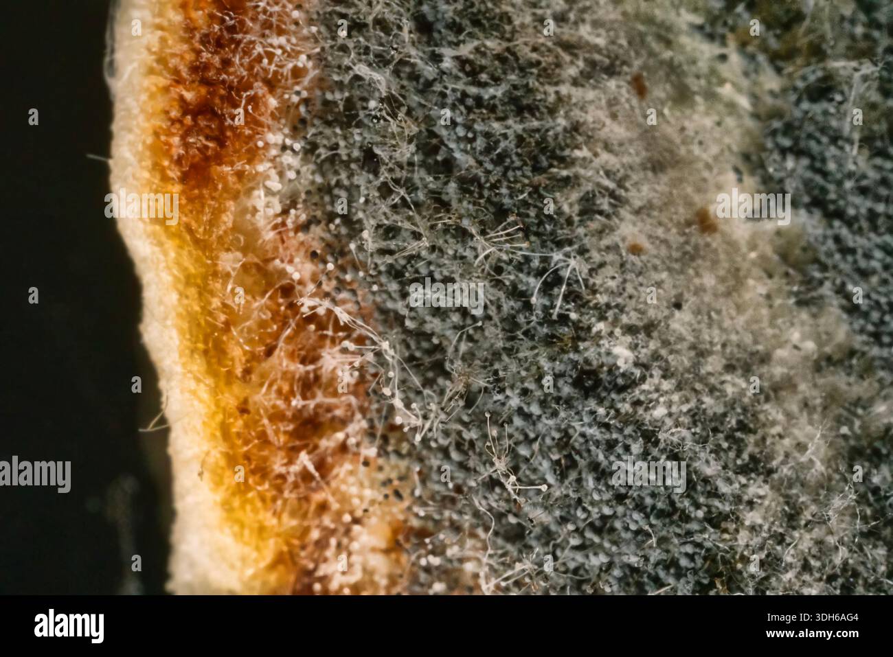 Penicillina e aspergillum muffa sul pane. Colonie di specie di funghi di muffa, giovani (bianchi), giallo Aspergillus flavus, verde - Penicillum. Aspergillus Foto Stock
