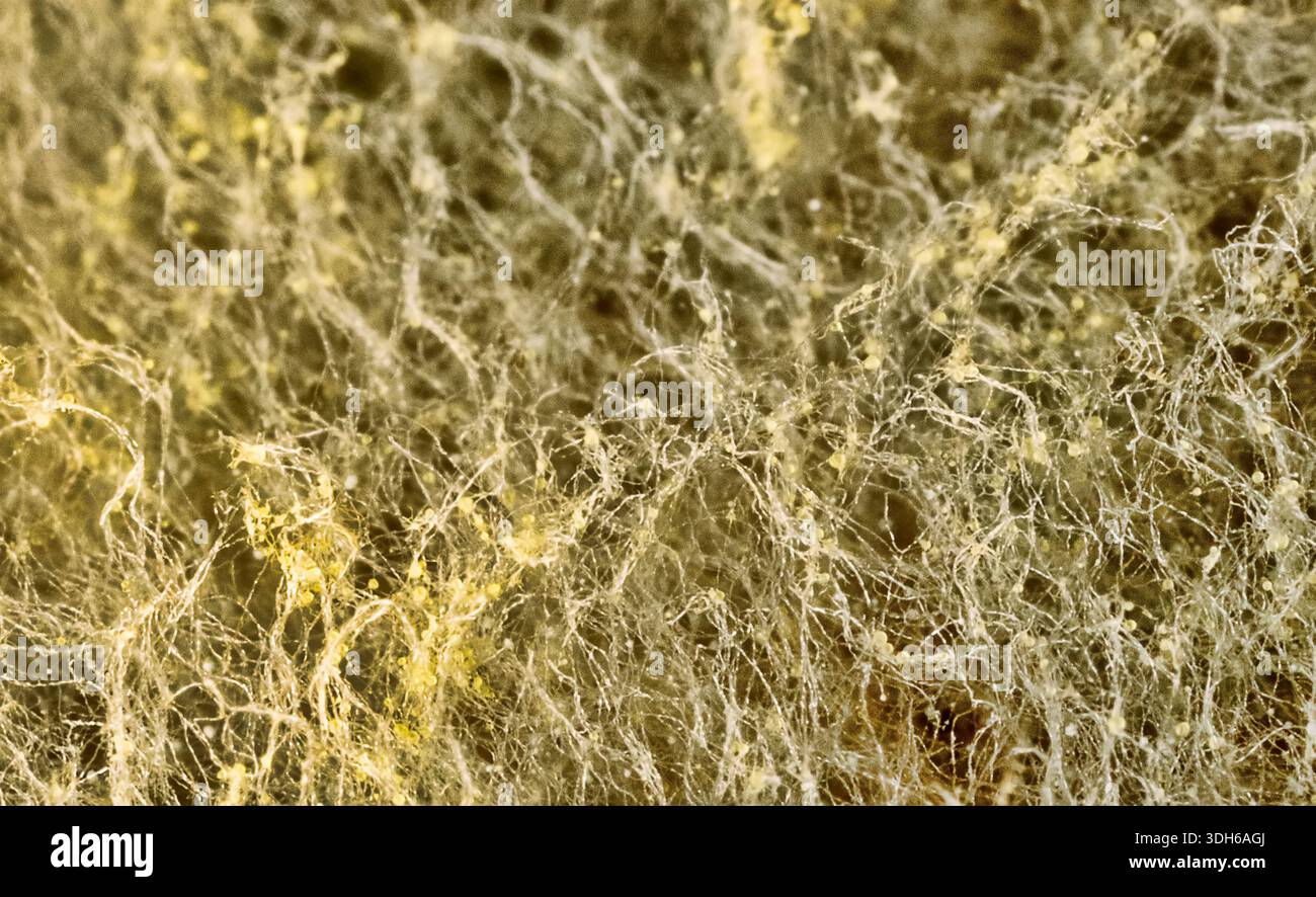 Penicillina e aspergillum muffa sul pane. Colonie di specie di funghi di muffa, giovani (bianchi), giallo Aspergillus flavus, verde - Penicillum. Aspergillus Foto Stock
