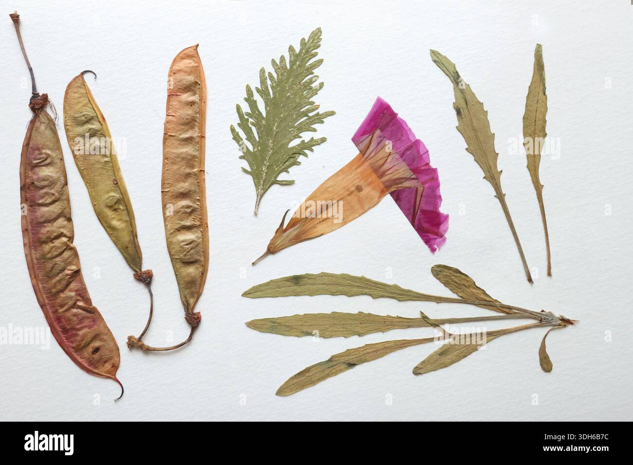 Foglie pressate ed essiccate, fiori isolati su fondo bianco. Per l'uso in motivi floreali, erbari, scrapbooking. Foto Stock