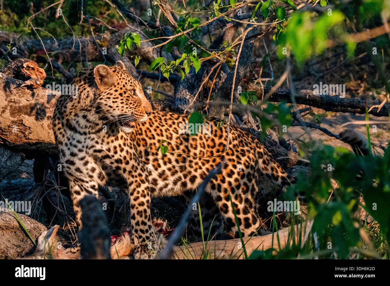Leopardo africano (Panthera pardus) in piedi nel bosco, mostrando pellicce maculate e postura allerta Foto Stock