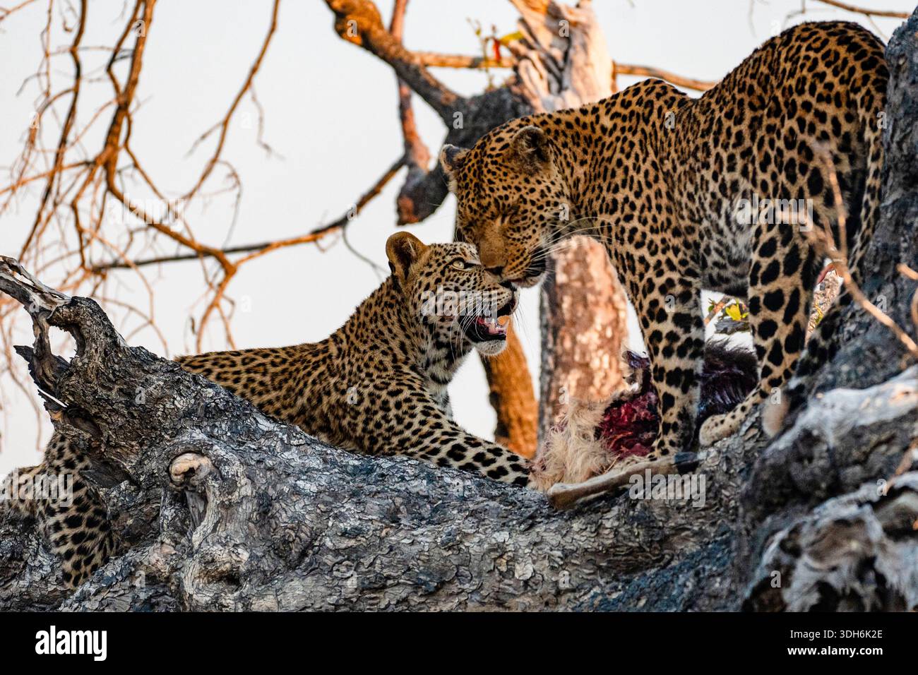 Condividere è prendersi cura… o lo è? Due leopardi (Panthera pardus) madre e cucciolo in un feroce tiro alla fune per la cattura del giorno Foto Stock
