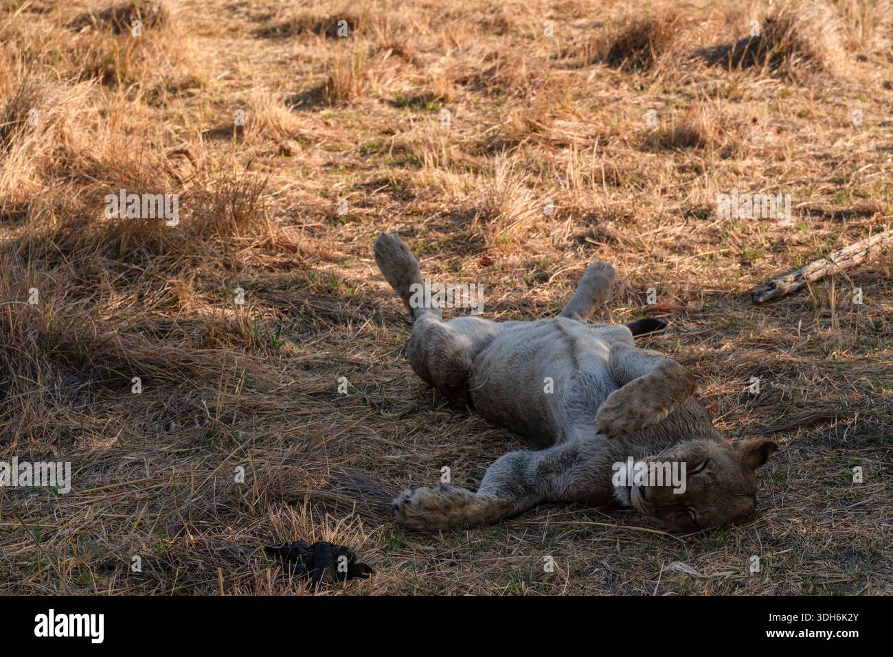 Giocosa leonessa (Panthera leo) che si avvolge sulla schiena nell'erba di savana dorata, crogiolandosi al sole Foto Stock