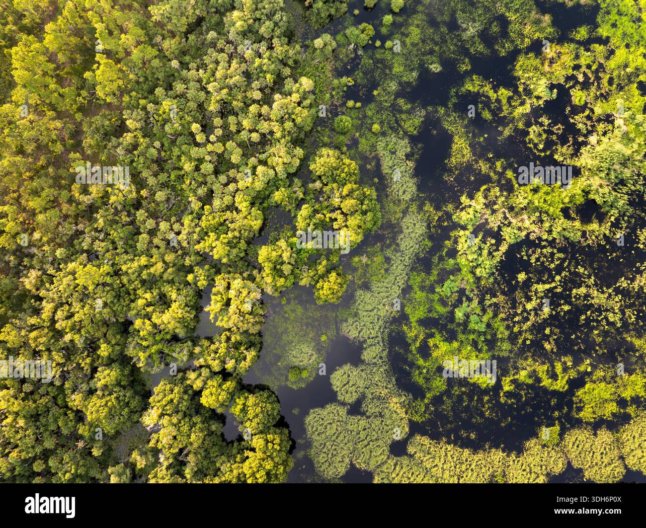 Paludi della Florida con acqua tra vegetazione verde e selvaggia. Ecosistema tropicale al tramonto Foto Stock
