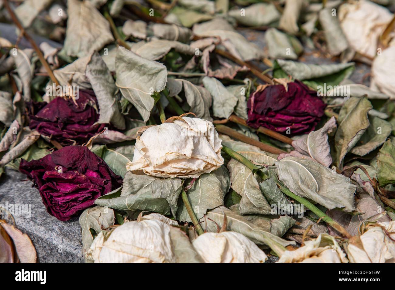 Rose appassite al cimitero di Hietaniemi, luogo di ricordo collettivo a Helsinki, Finlandia Foto Stock