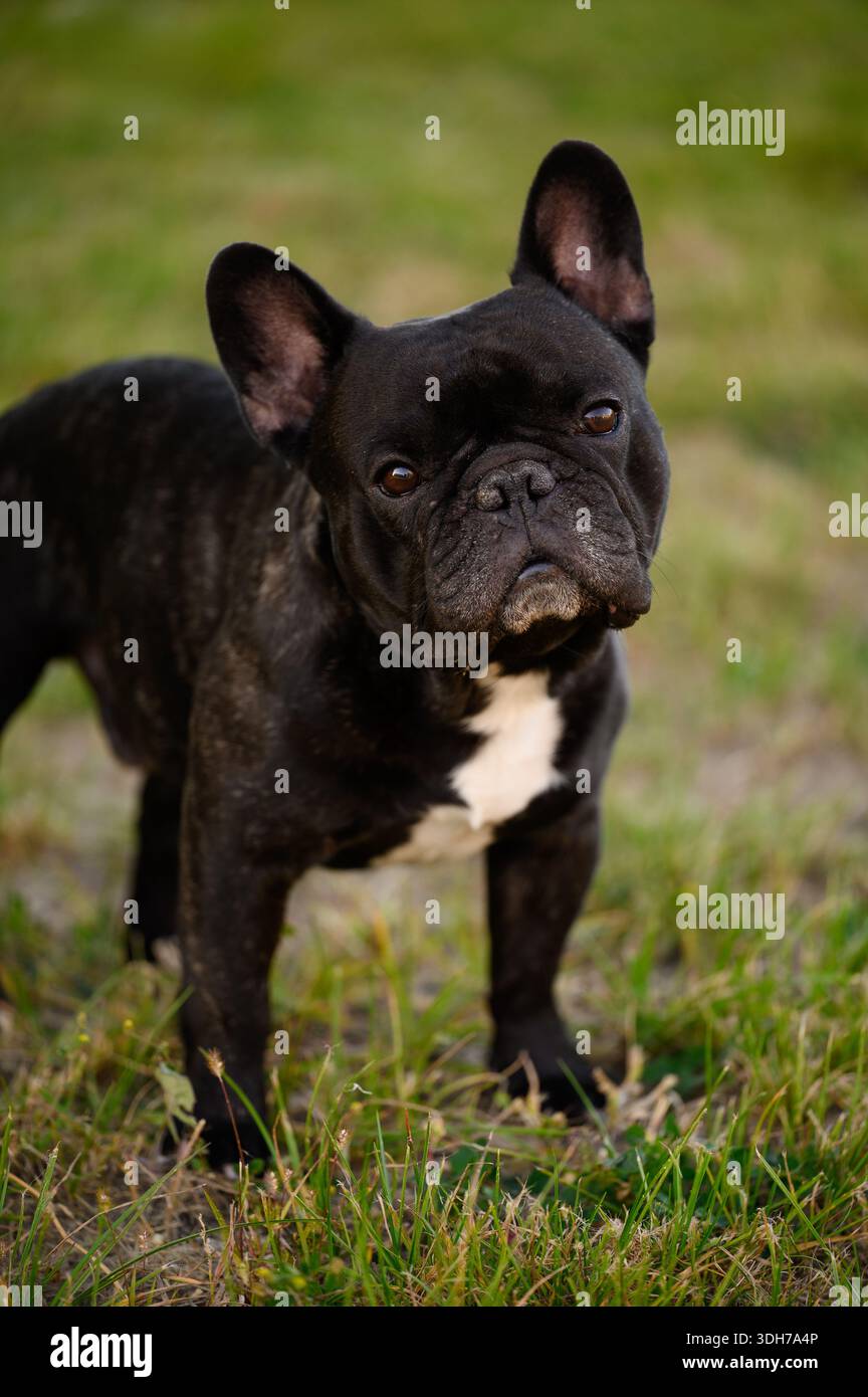 Il divertente Bulldog francese ama passeggiare all'aperto. Energico Bulldog francese nero dall'espressione amichevole guarda negli occhi mentre giochi all'aperto. Cane portra Foto Stock