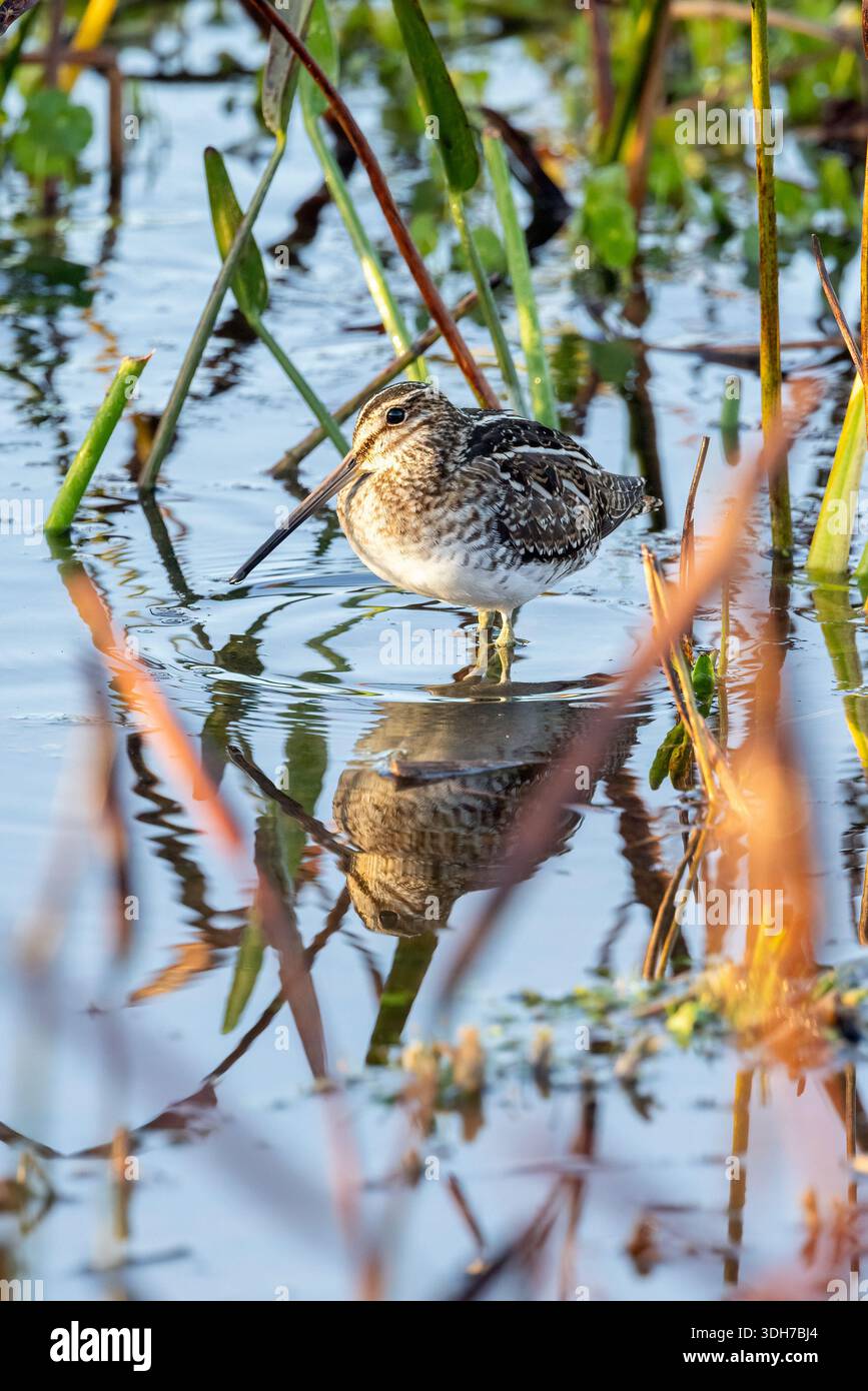 Wilson's Snipe (Gallinago delicata) - Green Cay Wetlands, Boynton Beach, Florida, USA Foto Stock