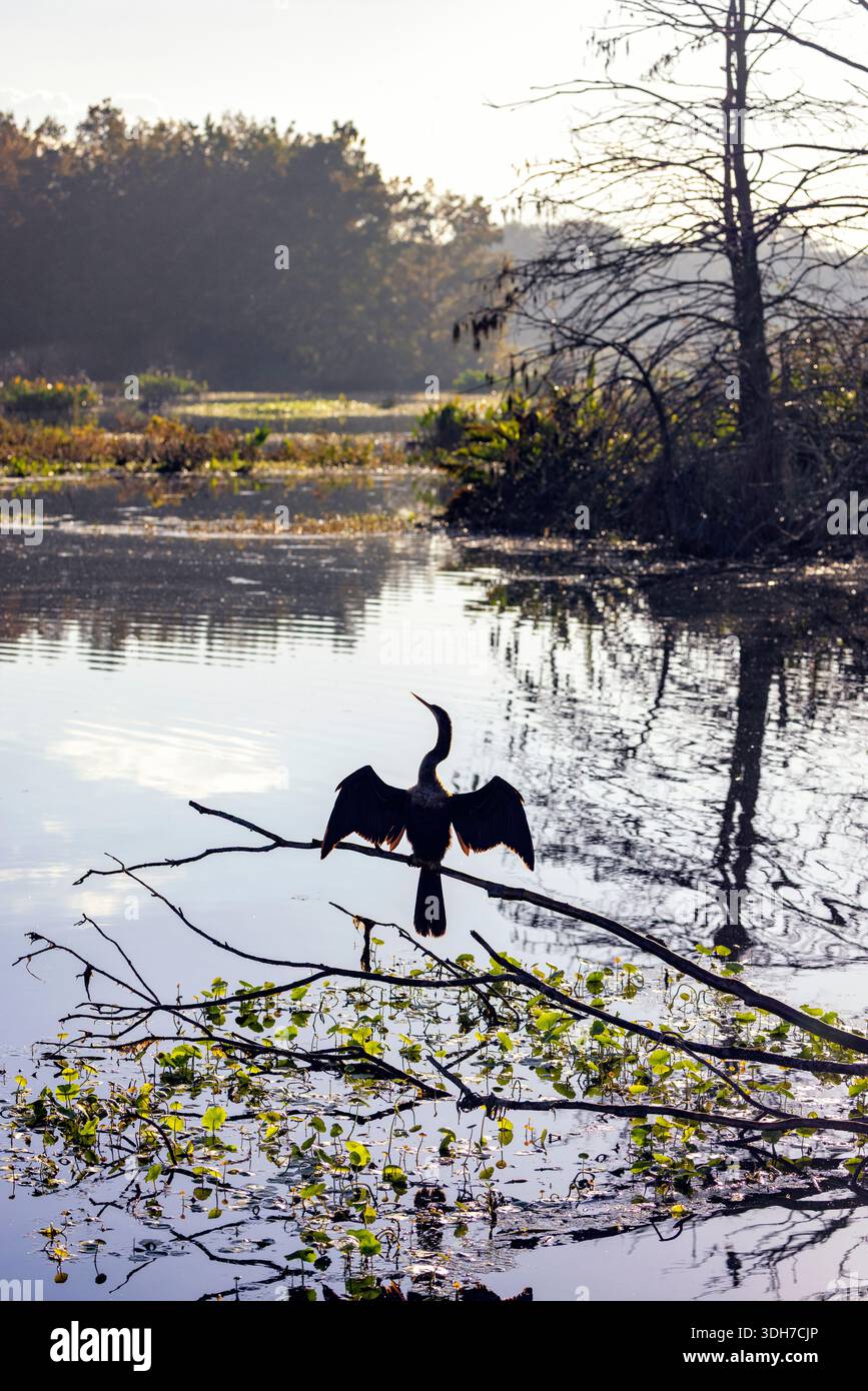Anhinga femmina (Anhinga anhinga) che asciuga le ali nel paesaggio - Green Cay Wetlands, Boynton Beach, Florida, USA Foto Stock