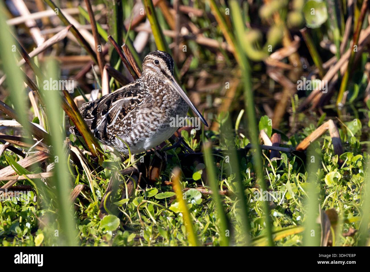 Wilson's Snipe (Gallinago delicata) - Green Cay Wetlands, Boynton Beach, Florida, USA Foto Stock