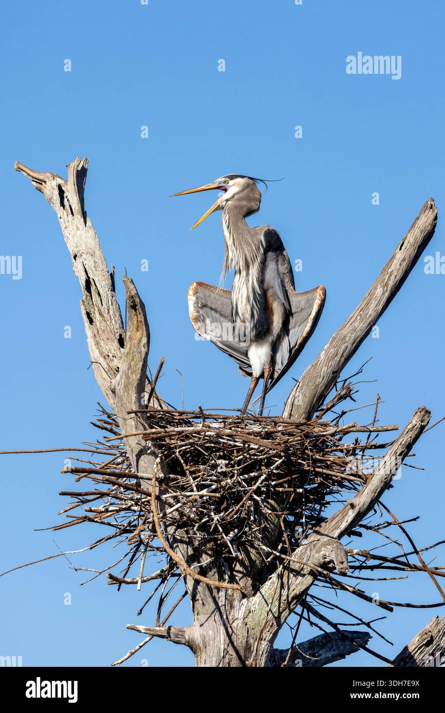 Great Blue Heron (Ardea herodias) termoregolazione (postura ala delta) sul nido - Green Cay Wetlands, Boynton Beach, Florida, USA Foto Stock