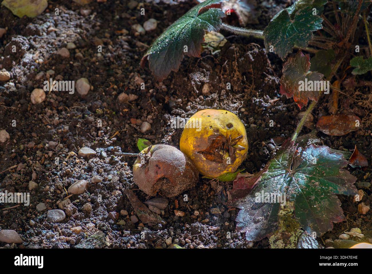 Frutta in putrefazione a terra Foto Stock