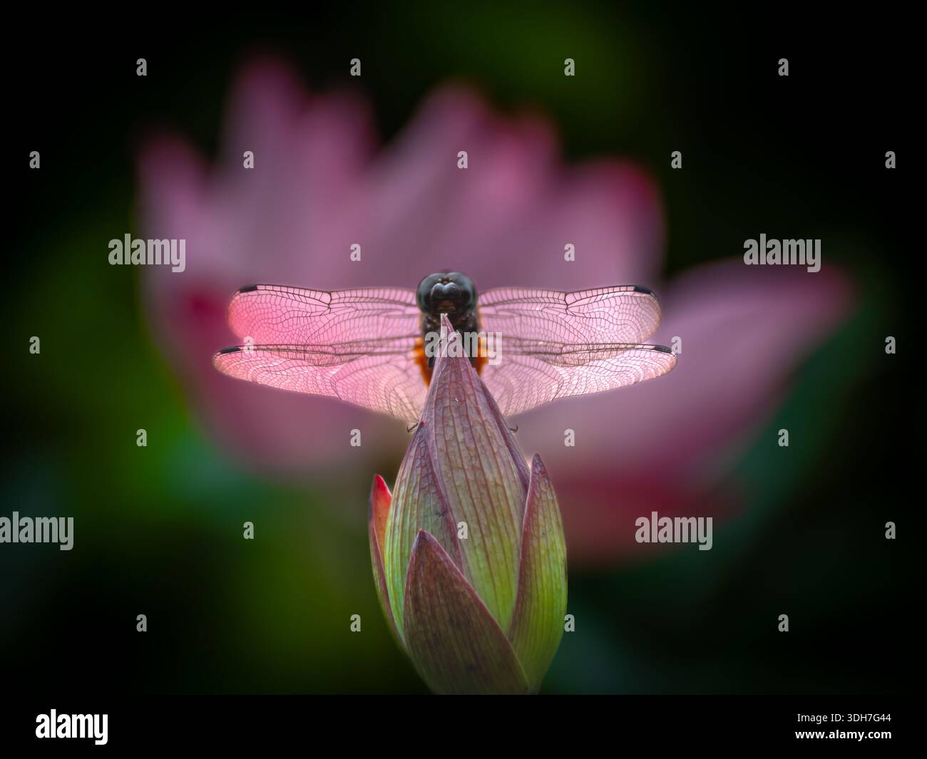 bellissima, vibrante e simmetrica ninfea con una libellula Foto Stock