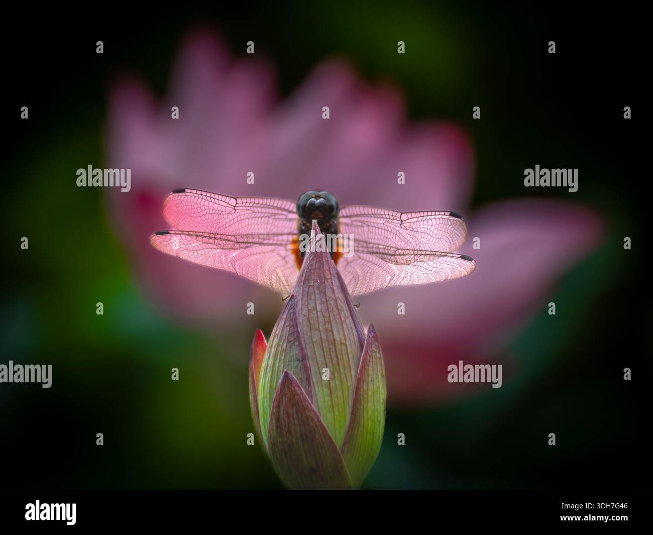 bellissima, vibrante e simmetrica ninfea con una libellula Foto Stock