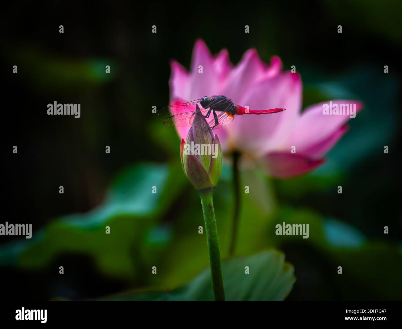 bellissima, vibrante e simmetrica ninfea con una libellula Foto Stock