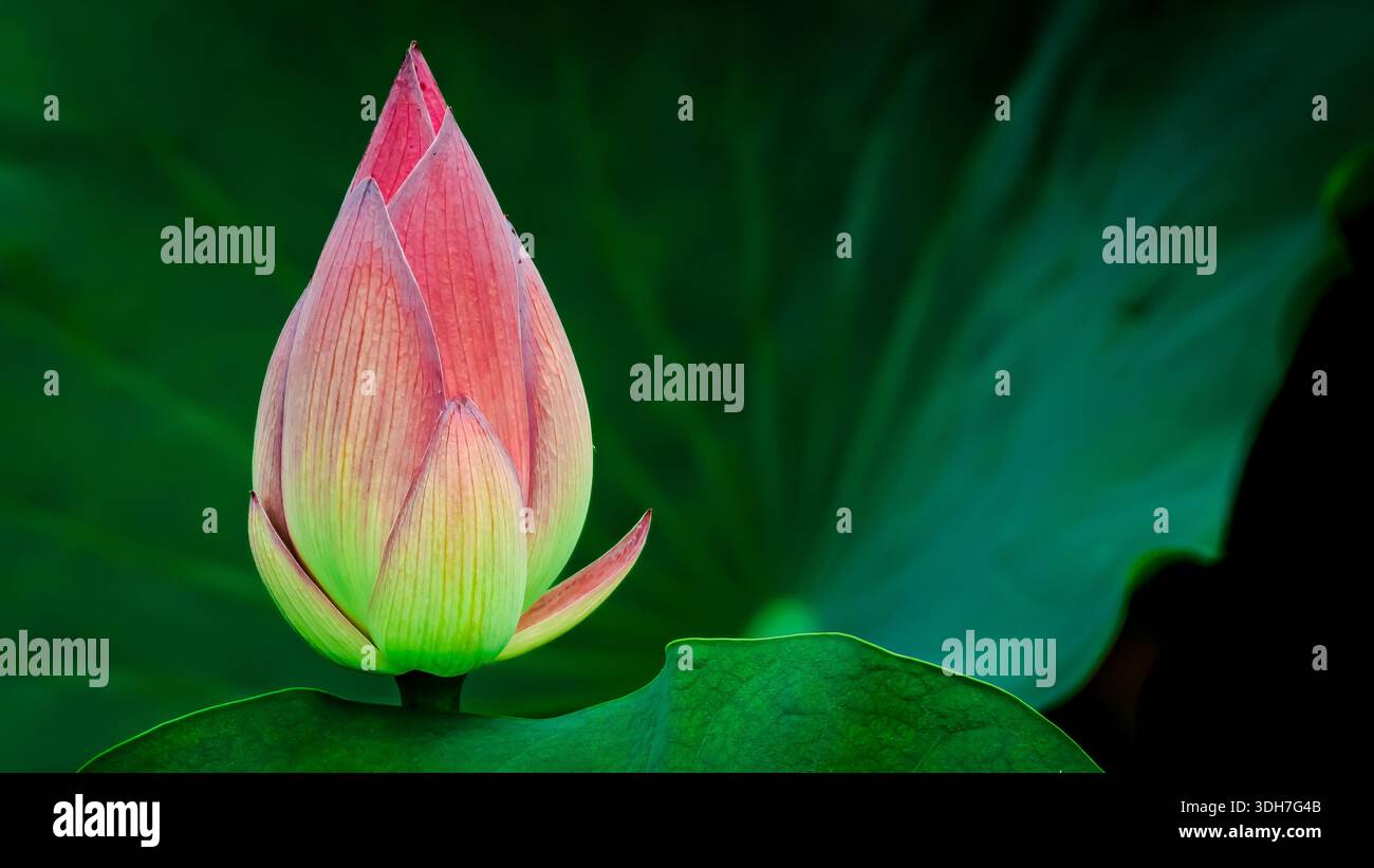 Bella, vibrante e simmetrica giglio d'acqua nel giardino centrale di Hong Kong. Foto Stock
