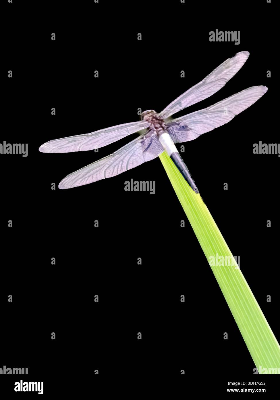 Le libellule prosperano nel parco centrale di Hong Kong. Tutti diversi colori e spesso con un'incredibile tonalità di sfondo, pianta o immagine. Foto Stock