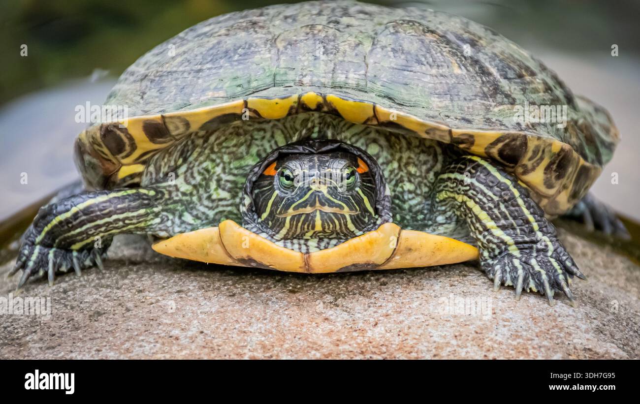 Le tartarughe con orecchie rosse (Trachemys scripta elegans) sono una vista comune negli stagni del parco centrale di Hong Kong Foto Stock