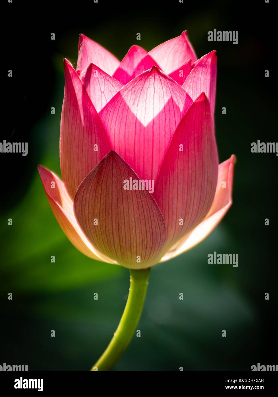 Bella, vibrante e simmetrica giglio d'acqua nel giardino centrale di Hong Kong. Foto Stock