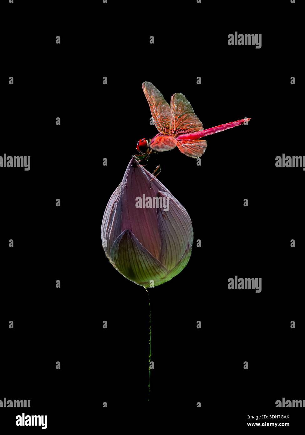 bellissima, vibrante e simmetrica ninfea con una libellula Foto Stock