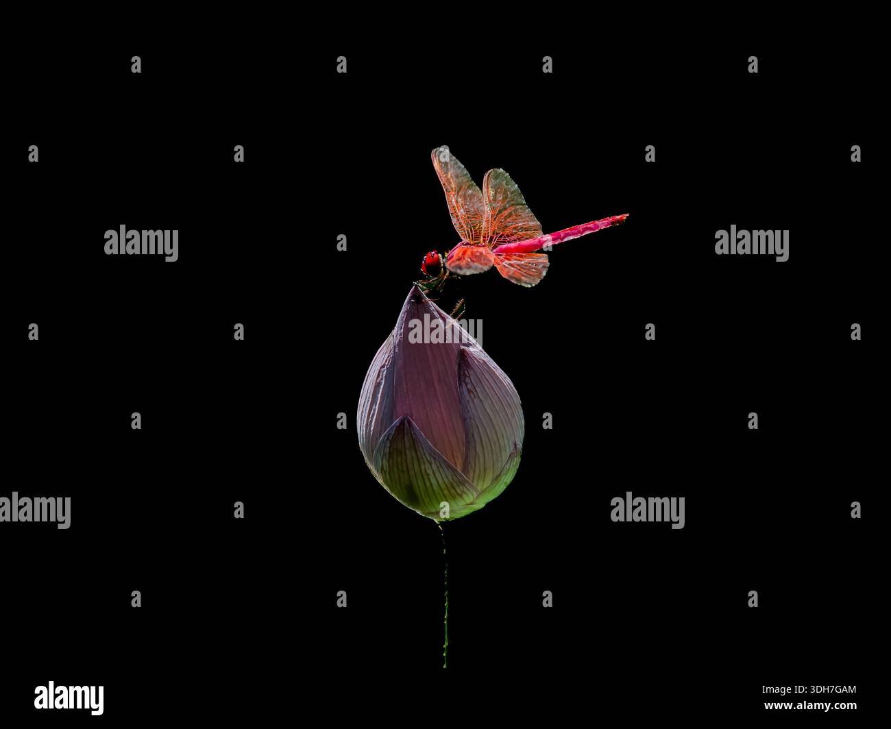 bellissima, vibrante e simmetrica ninfea con una libellula Foto Stock