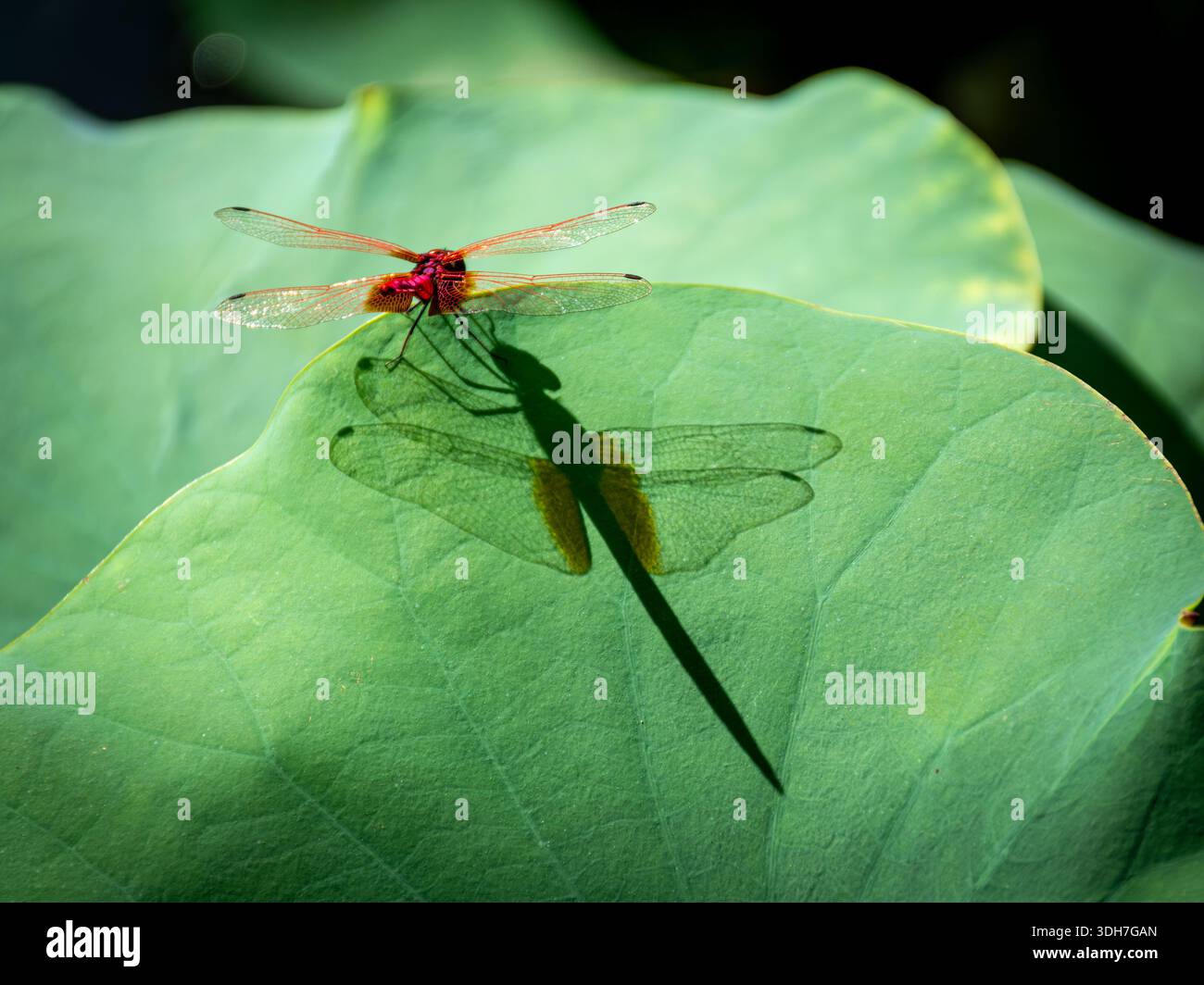 bellissima, vibrante e simmetrica ninfea con una libellula Foto Stock