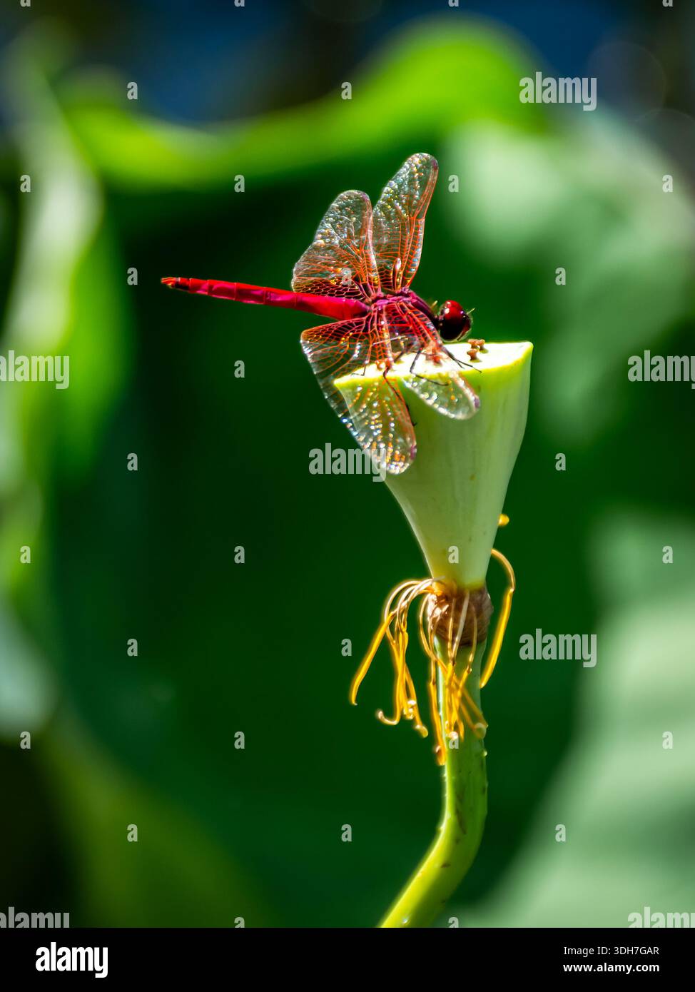Le libellule prosperano nel parco centrale di Hong Kong. Tutti diversi colori e spesso con un'incredibile tonalità di sfondo, pianta o immagine. Foto Stock
