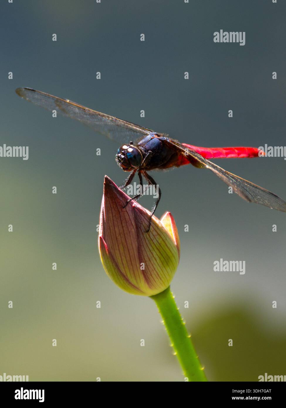 bellissima, vibrante e simmetrica ninfea con una libellula Foto Stock