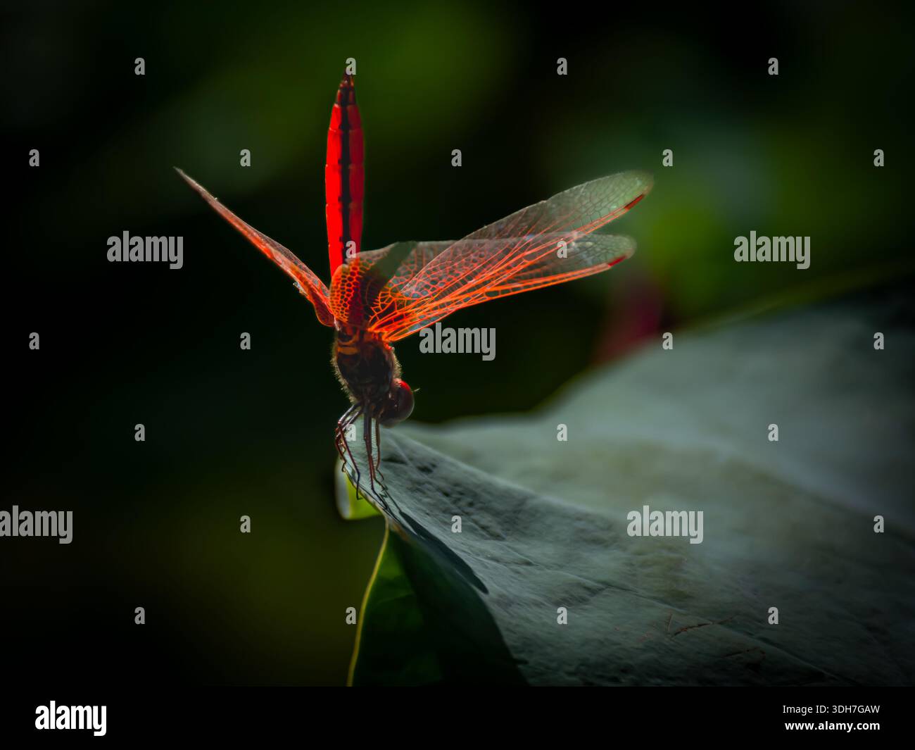 bellissima, vibrante e simmetrica ninfea con una libellula Foto Stock