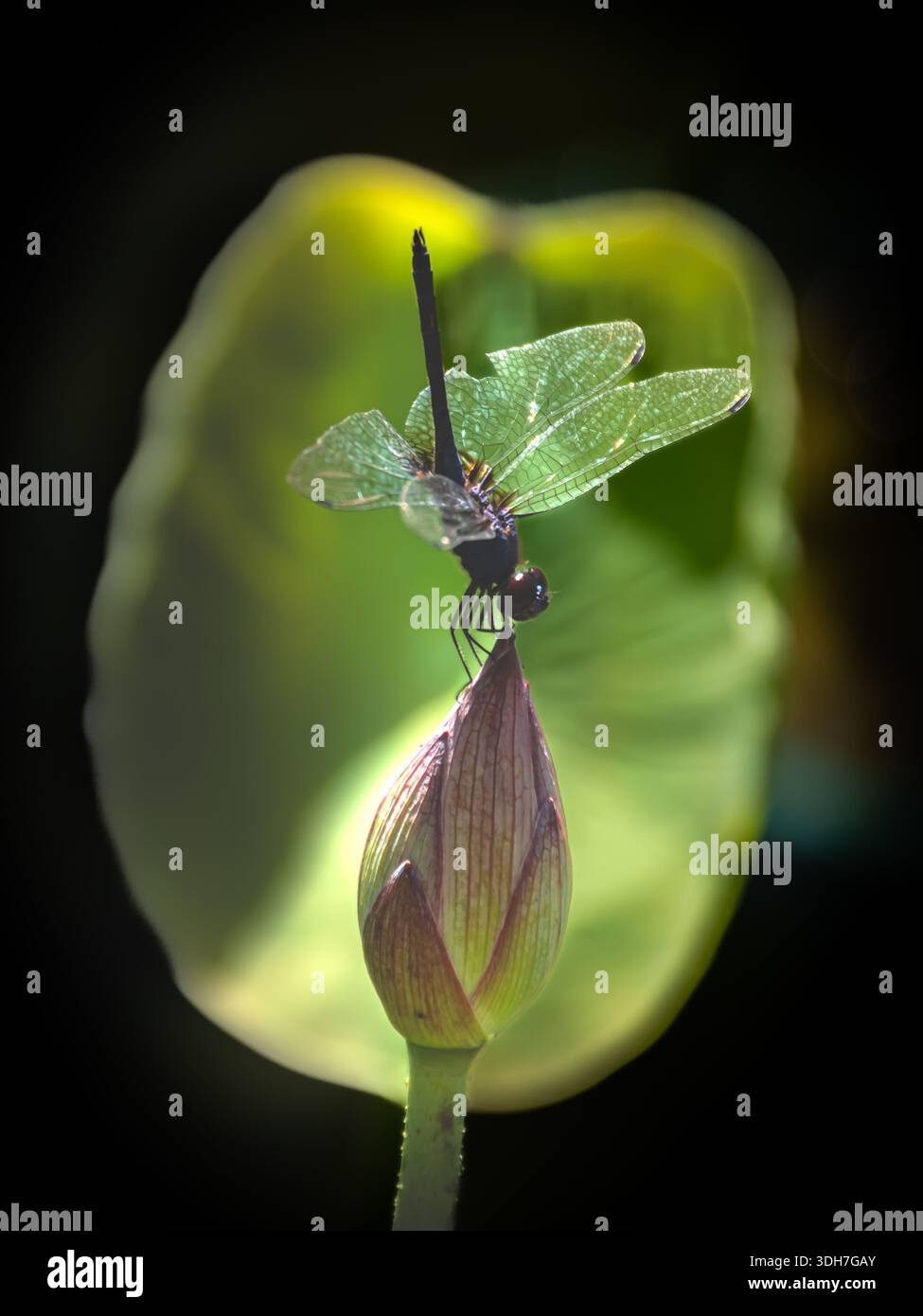 bellissima, vibrante e simmetrica ninfea con una libellula Foto Stock