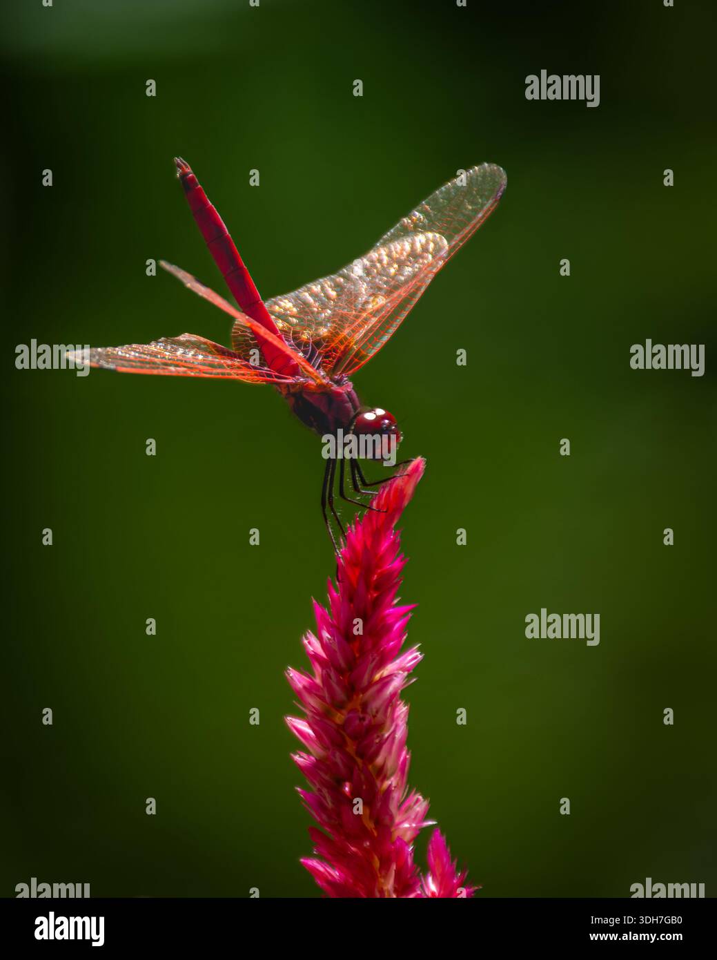 Un bellissimo, vibrante e simmetrico fiore rosa con una libellula praticamente in piedi, nel parco centrale di Hong Kong. Foto Stock